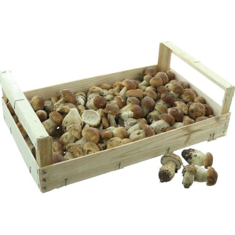 CHAMPIGNON CEPE DES VOSGES 3KG